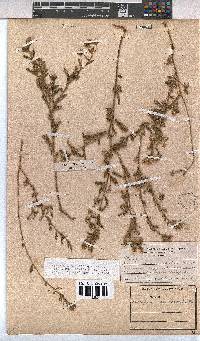 Hermannia micropetala image