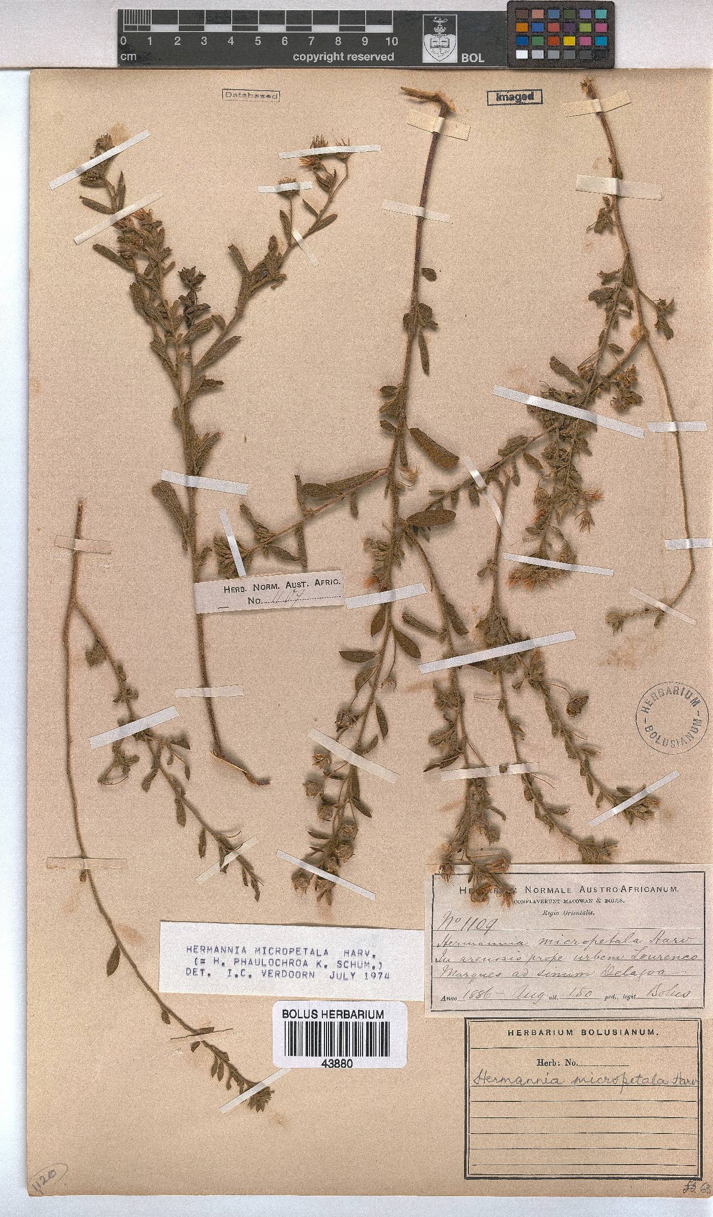 Hermannia micropetala image