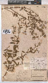 Hermannia micropetala image