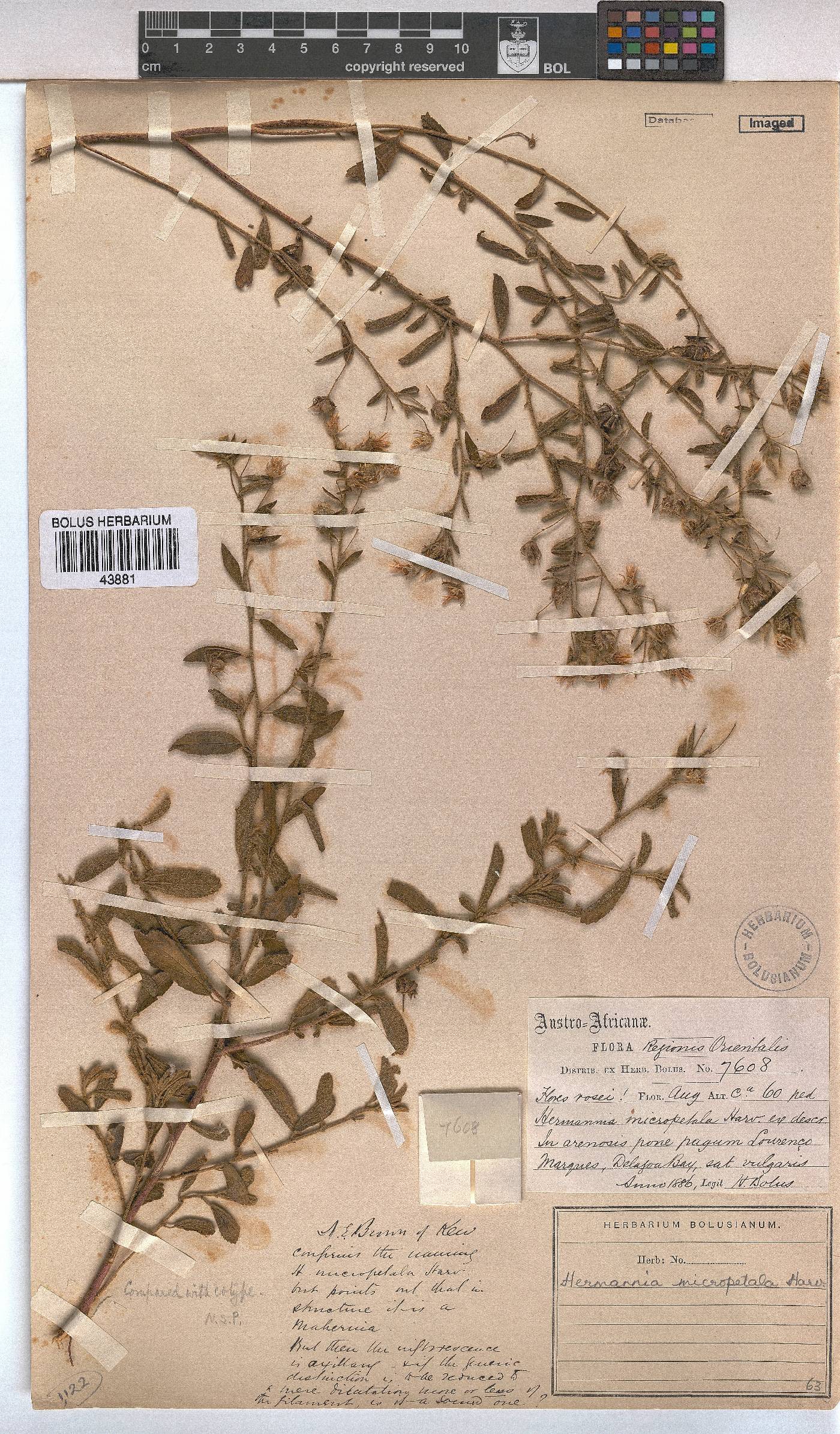 Hermannia micropetala image
