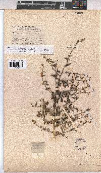 Hermannia glanduligera image