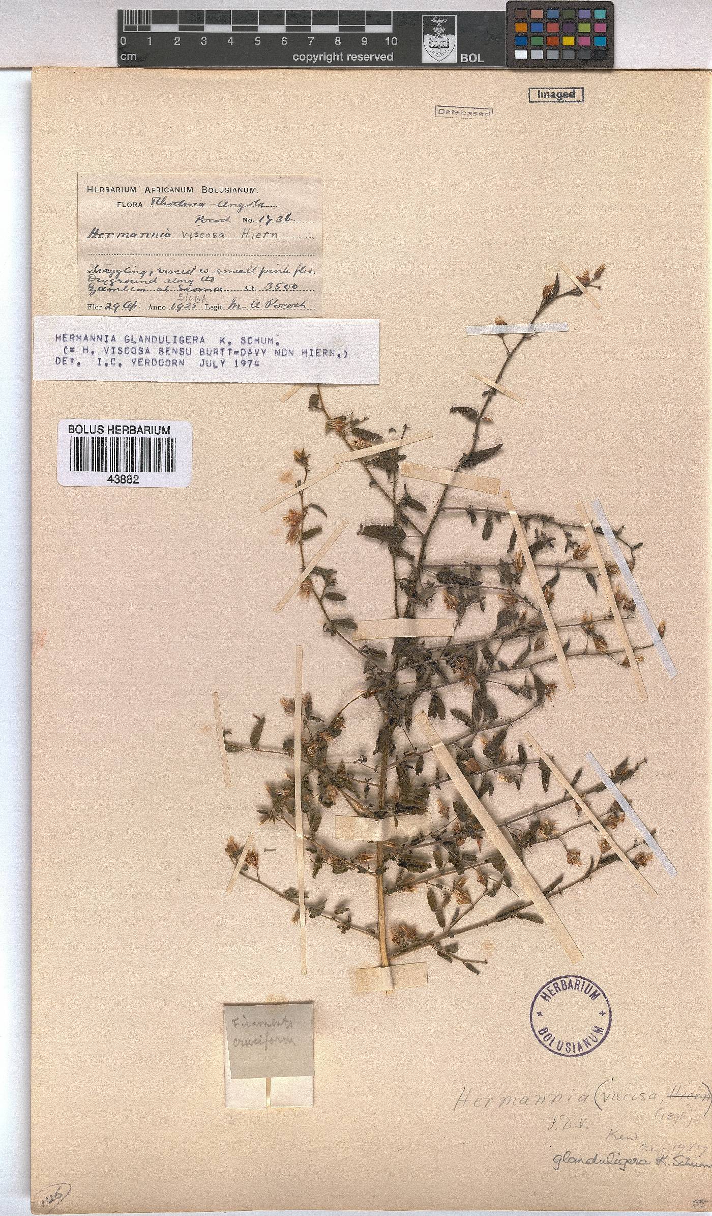 Hermannia glanduligera image