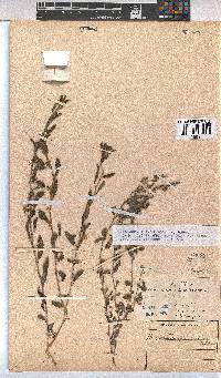Hermannia glanduligera image