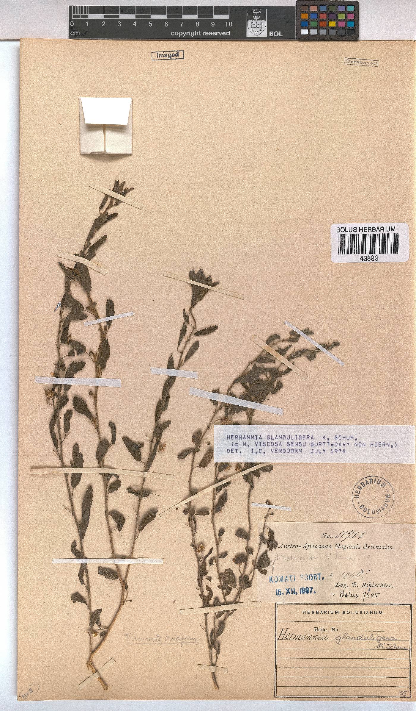 Hermannia glanduligera image