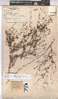 Hermannia glanduligera image