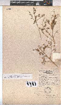 Hermannia glanduligera image