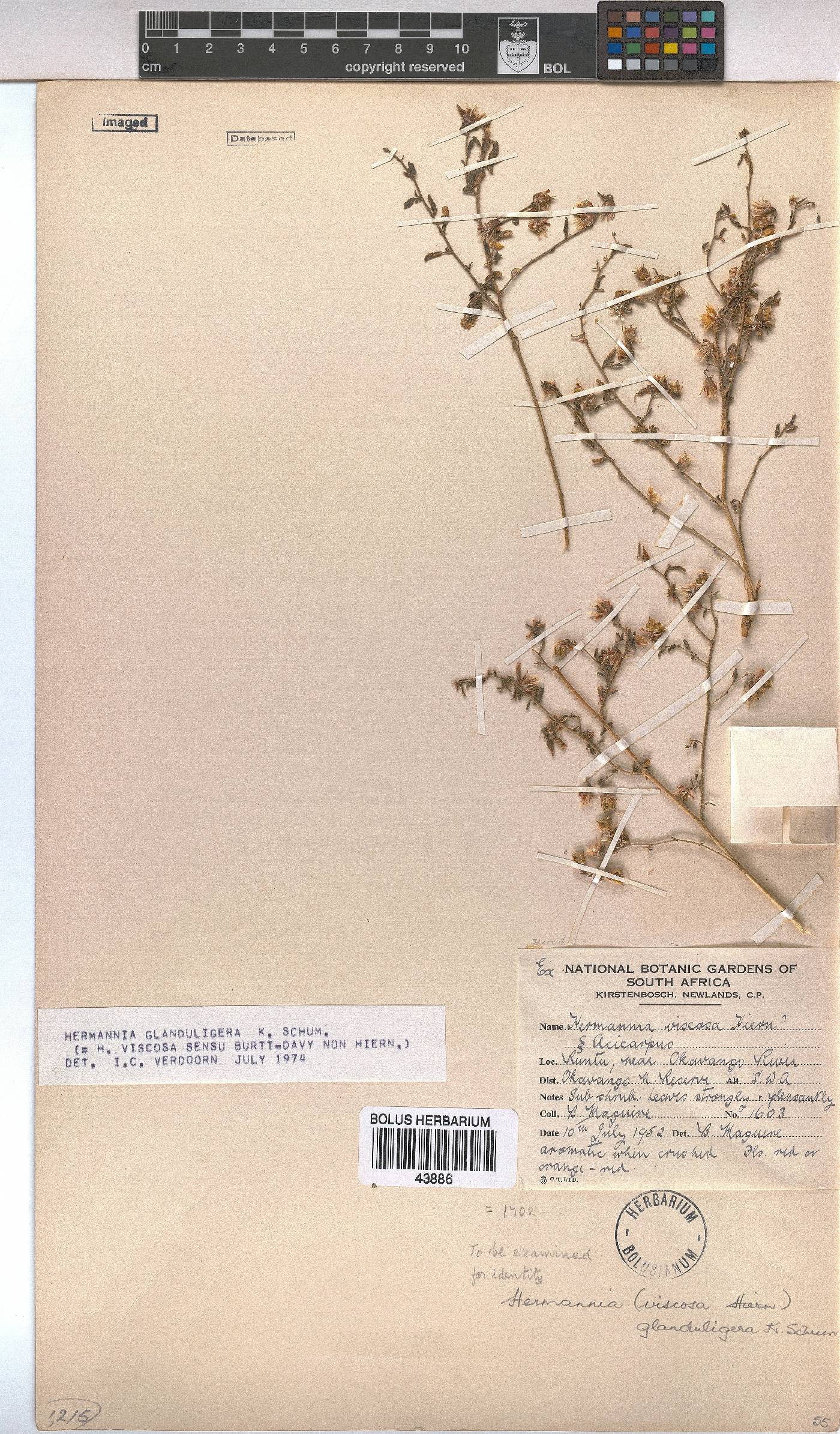 Hermannia glanduligera image