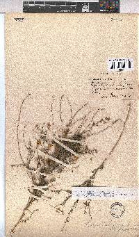 Hermannia glanduligera image