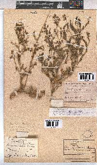 Hermannia glanduligera image