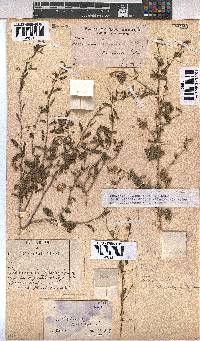 Hermannia glanduligera image