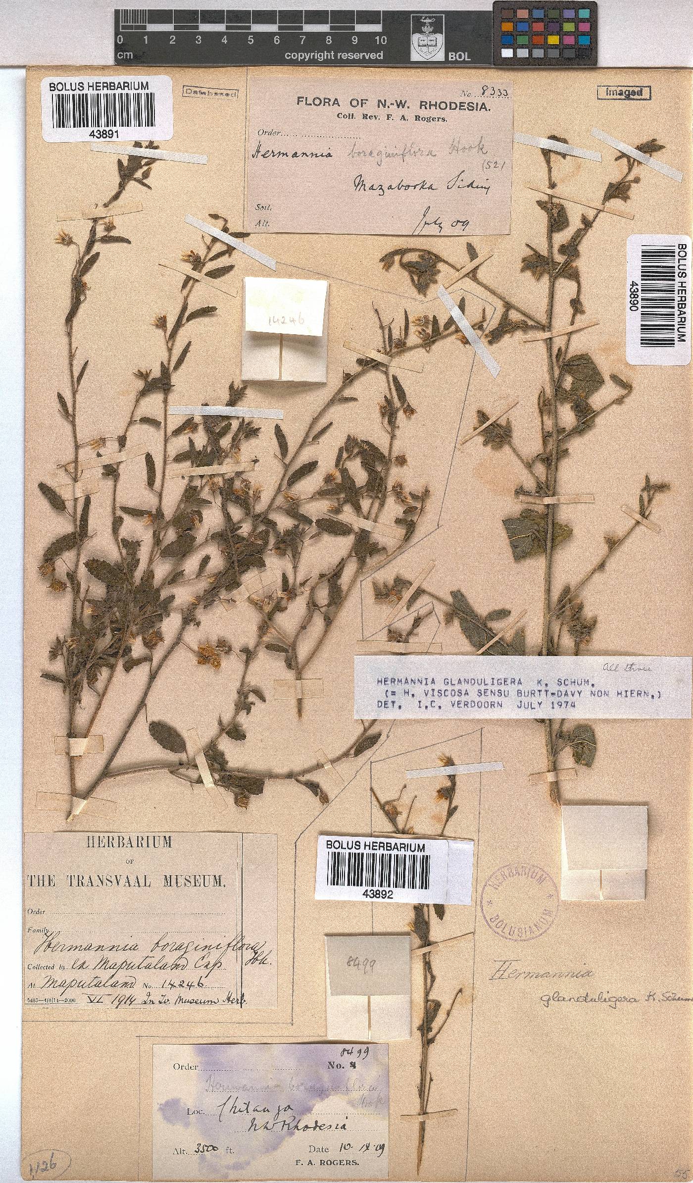 Hermannia glanduligera image