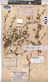 Hermannia glanduligera image