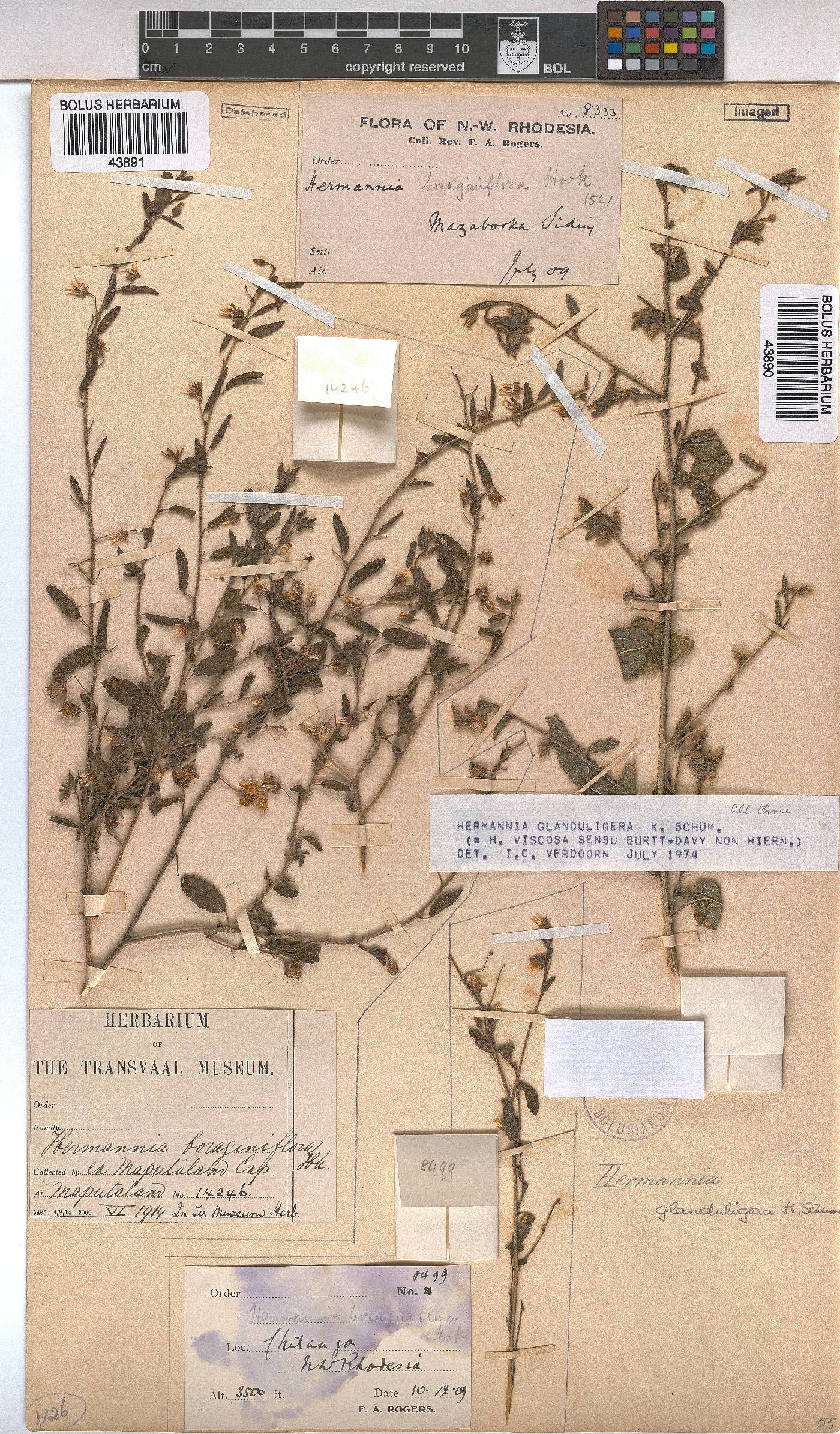 Hermannia glanduligera image