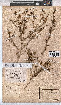 Hermannia glanduligera image