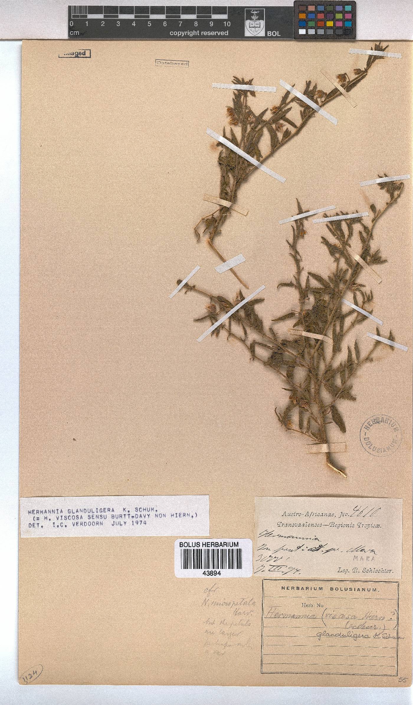 Hermannia glanduligera image