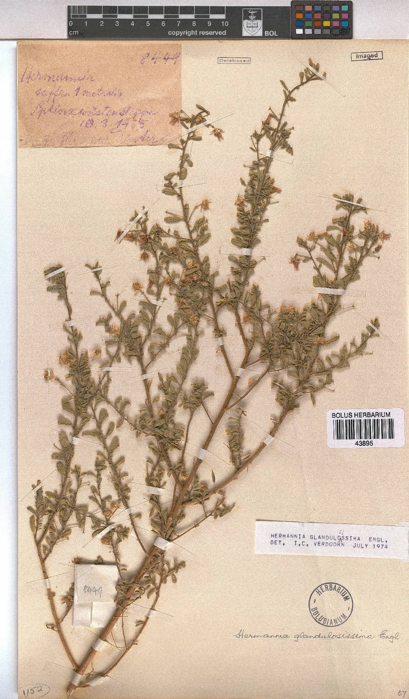 Hermannia glandulosissima image