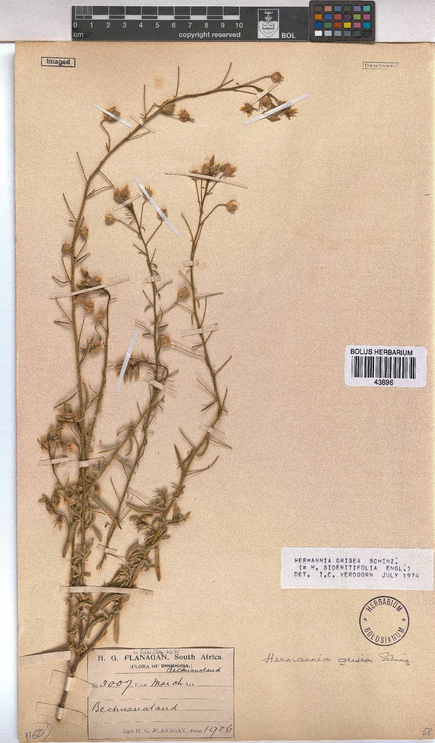 Hermannia grisea image