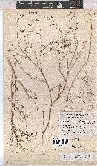 Hermannia solaniflora image