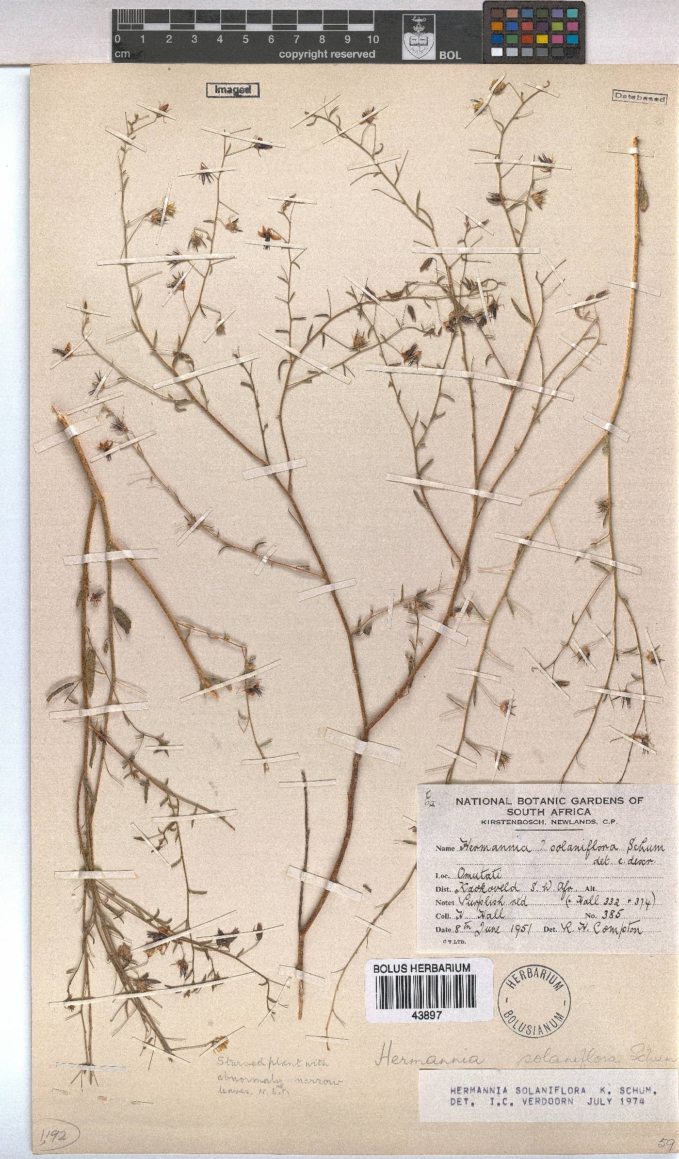 Hermannia solaniflora image