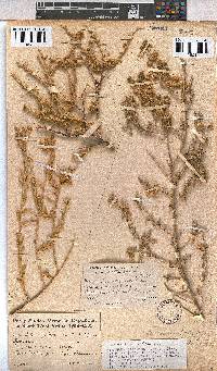 Hermannia gariepina image