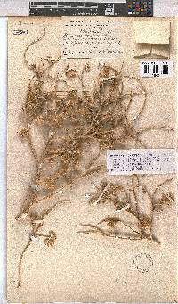 Hermannia gariepina image