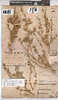 Hermannia gariepina image