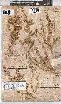 Hermannia gariepina image