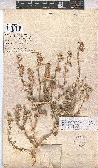 Hermannia gariepina image