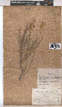 Hermannia gariepina image