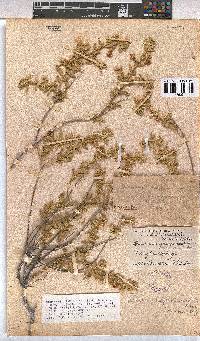Hermannia gariepina image