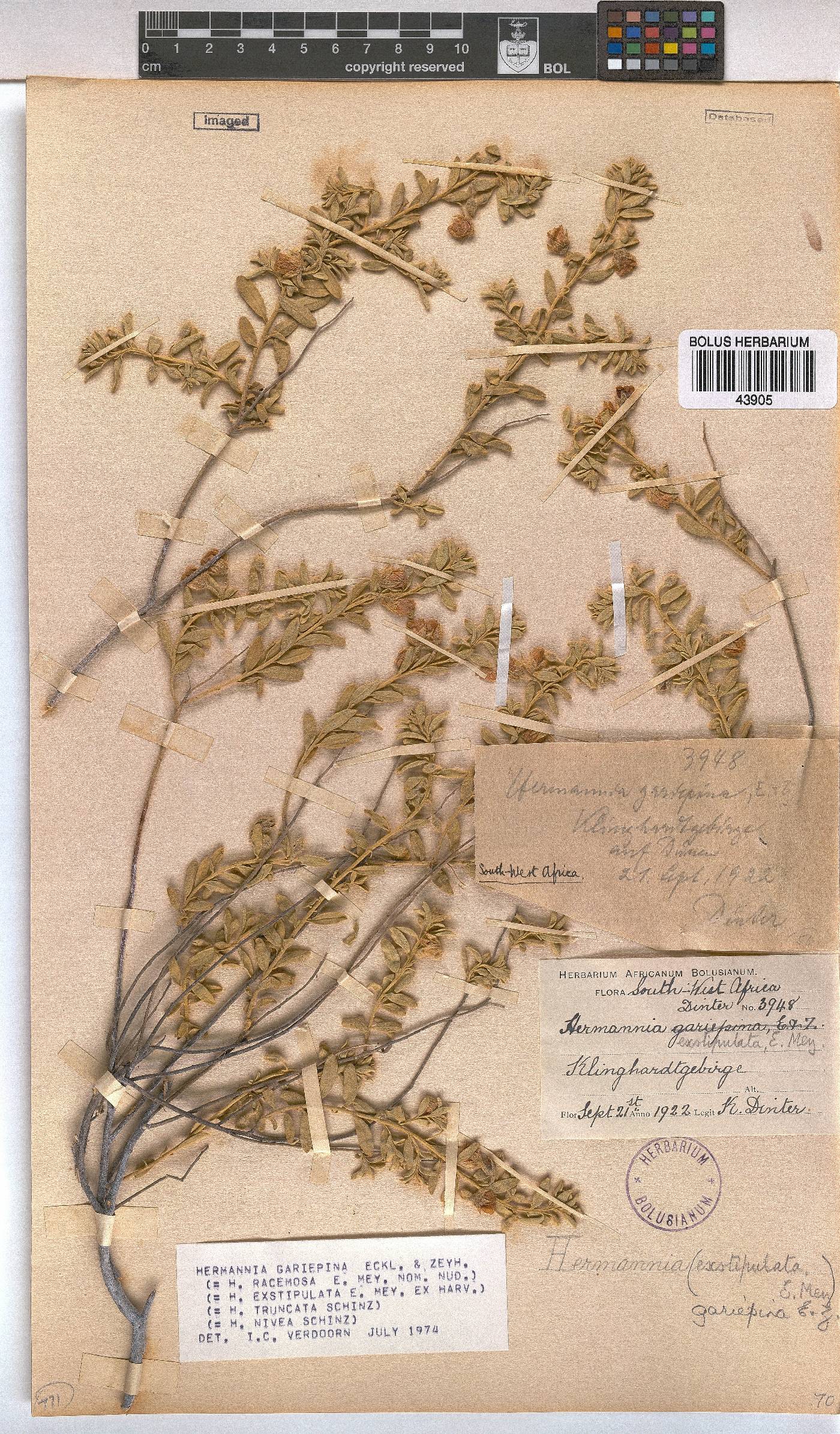 Hermannia gariepina image