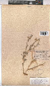 Hermannia gariepina image