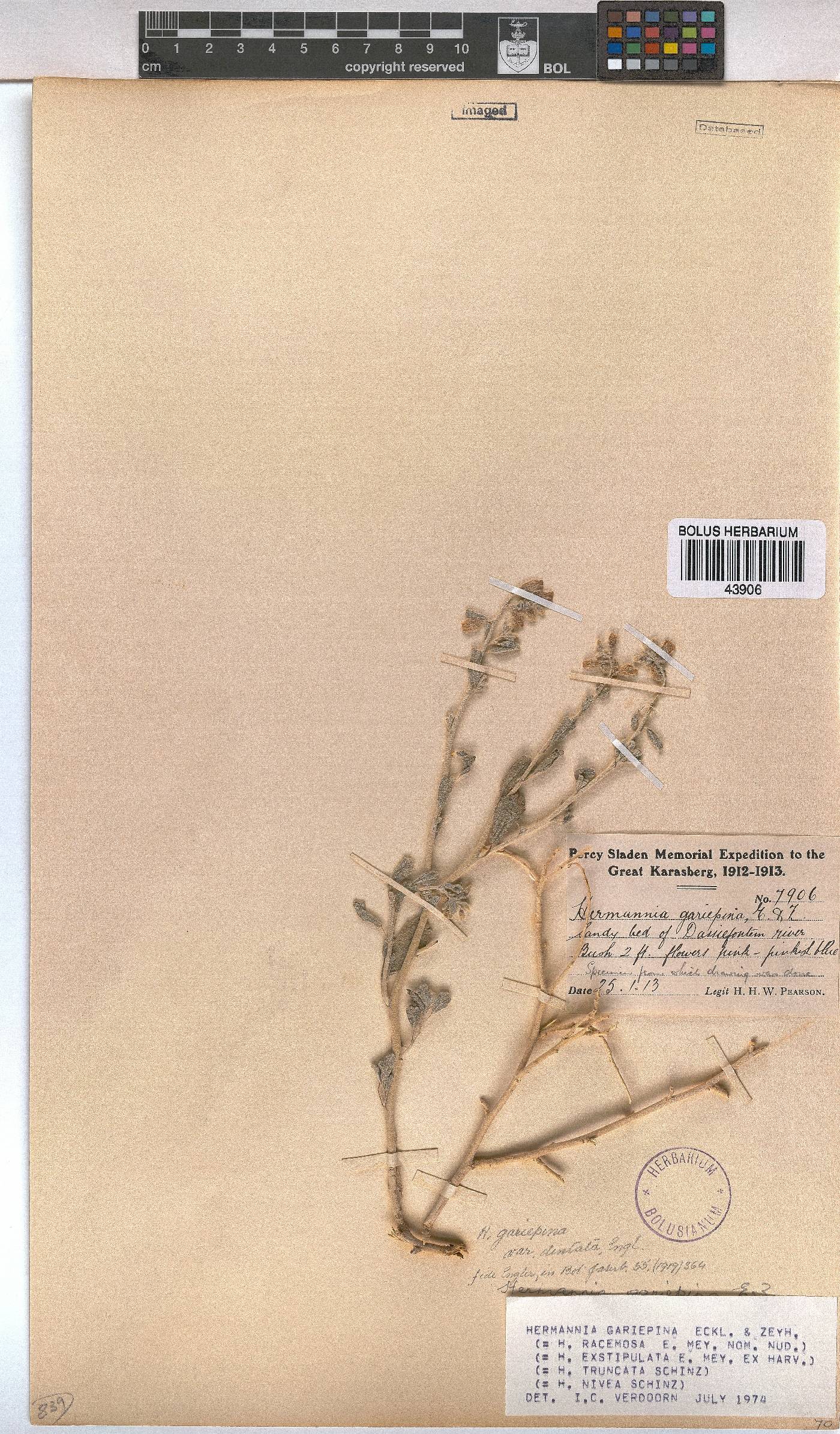 Hermannia gariepina image