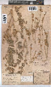 Hermannia gariepina image