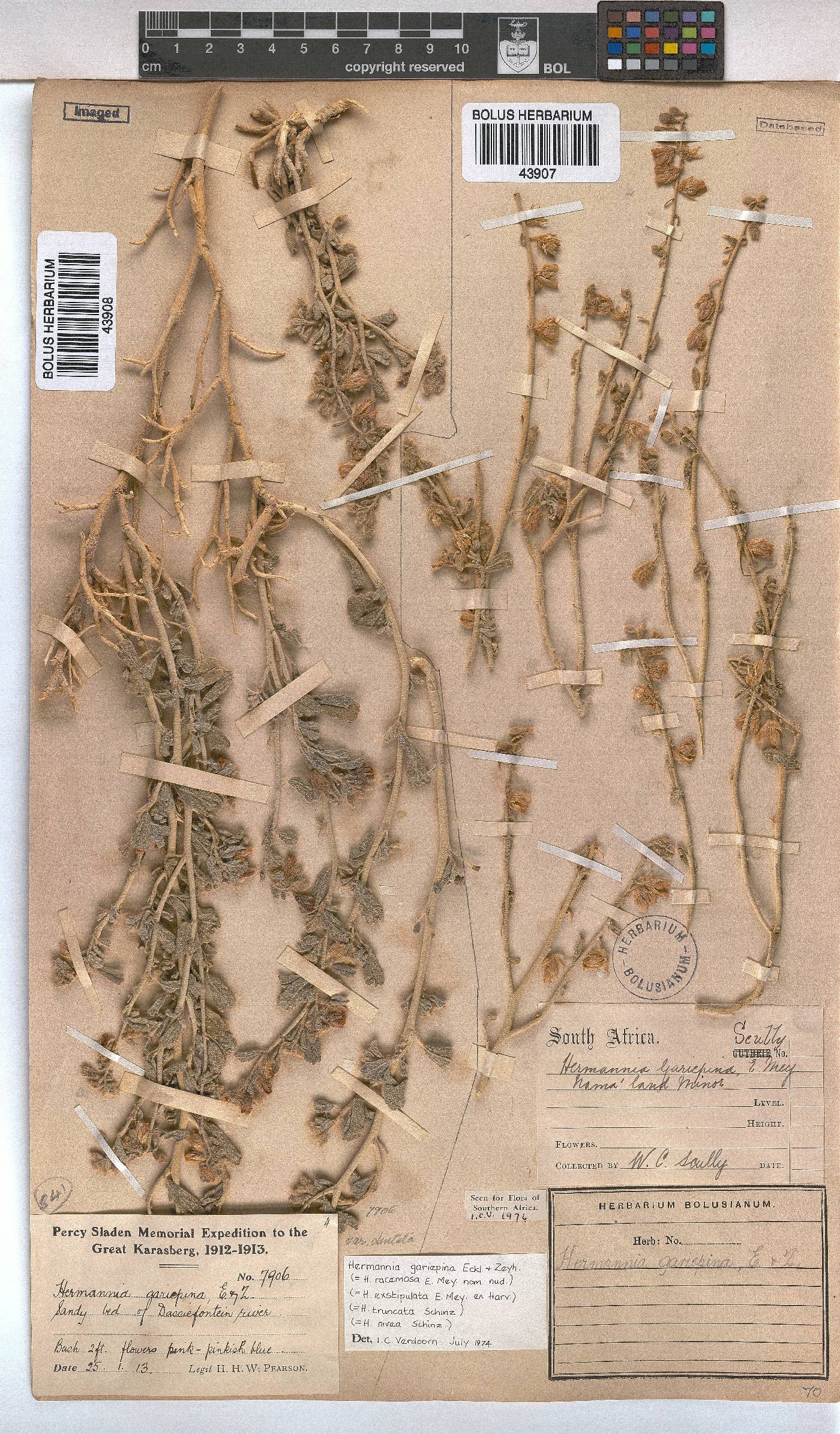 Hermannia gariepina image