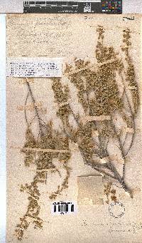 Hermannia gariepina image