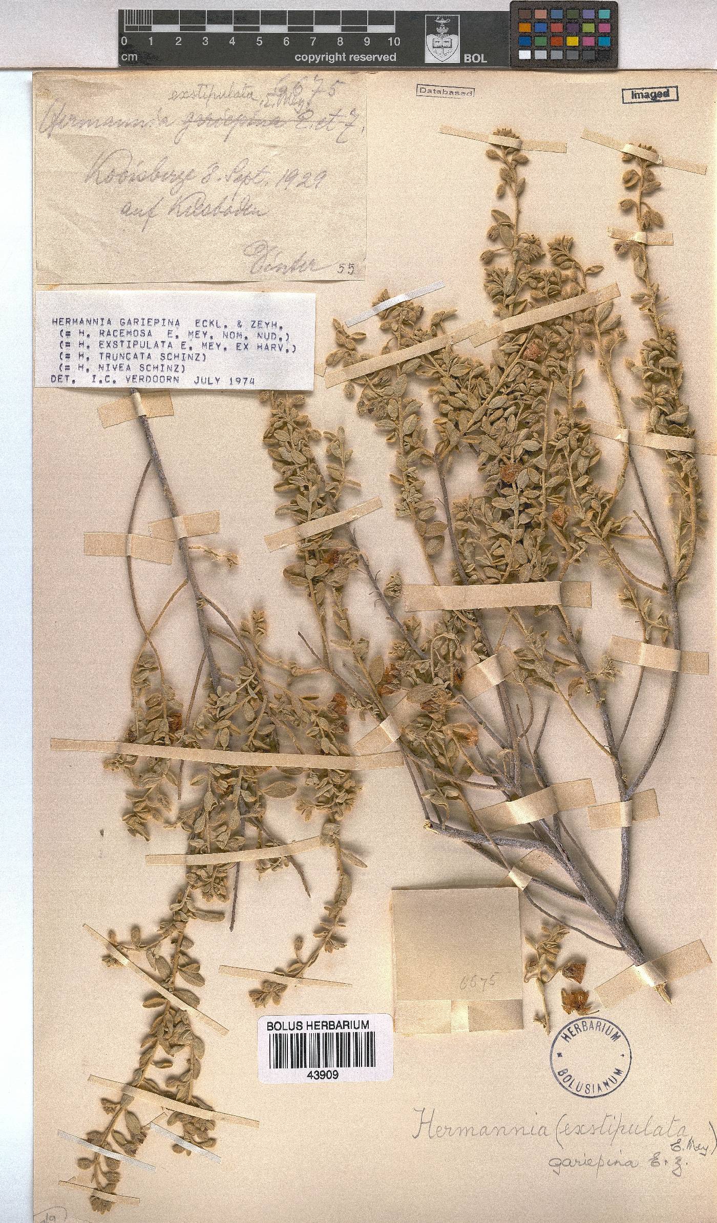 Hermannia gariepina image