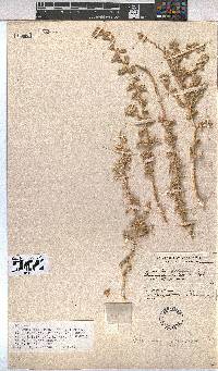 Hermannia gariepina image