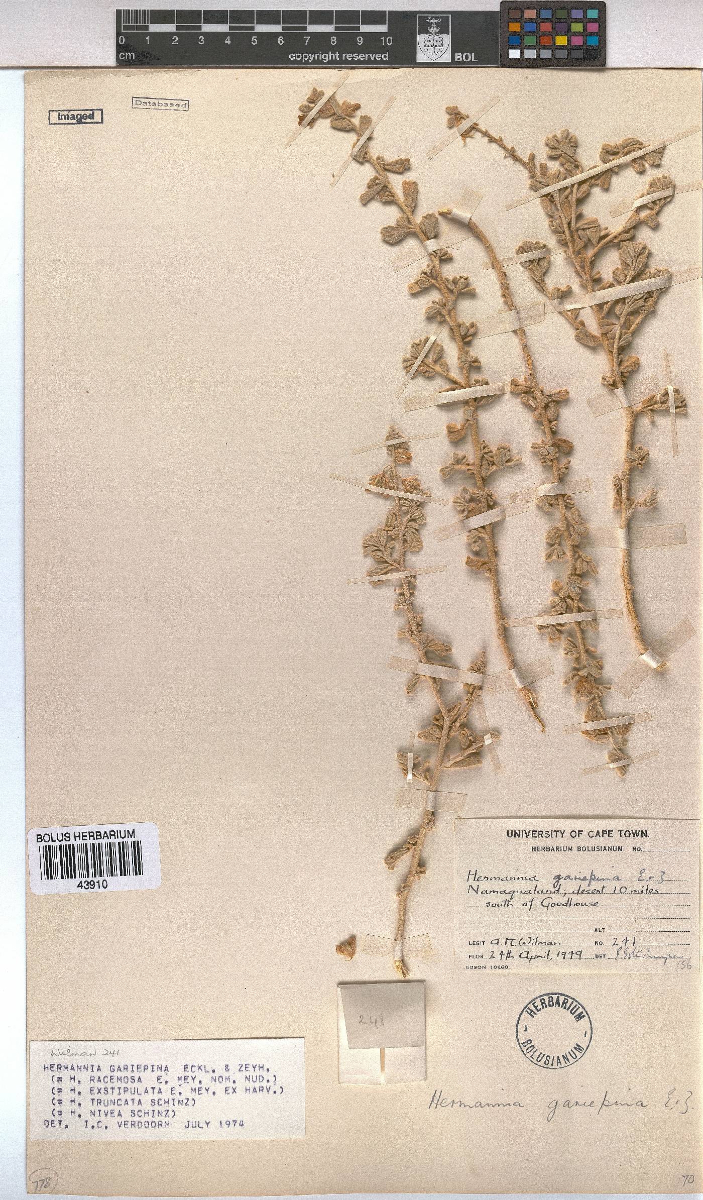Hermannia gariepina image