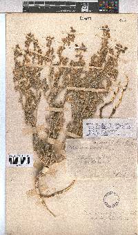 Hermannia gariepina image