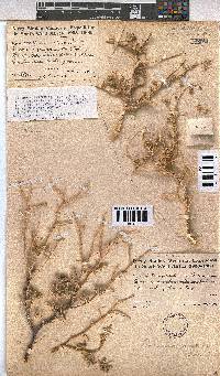 Hermannia gariepina image