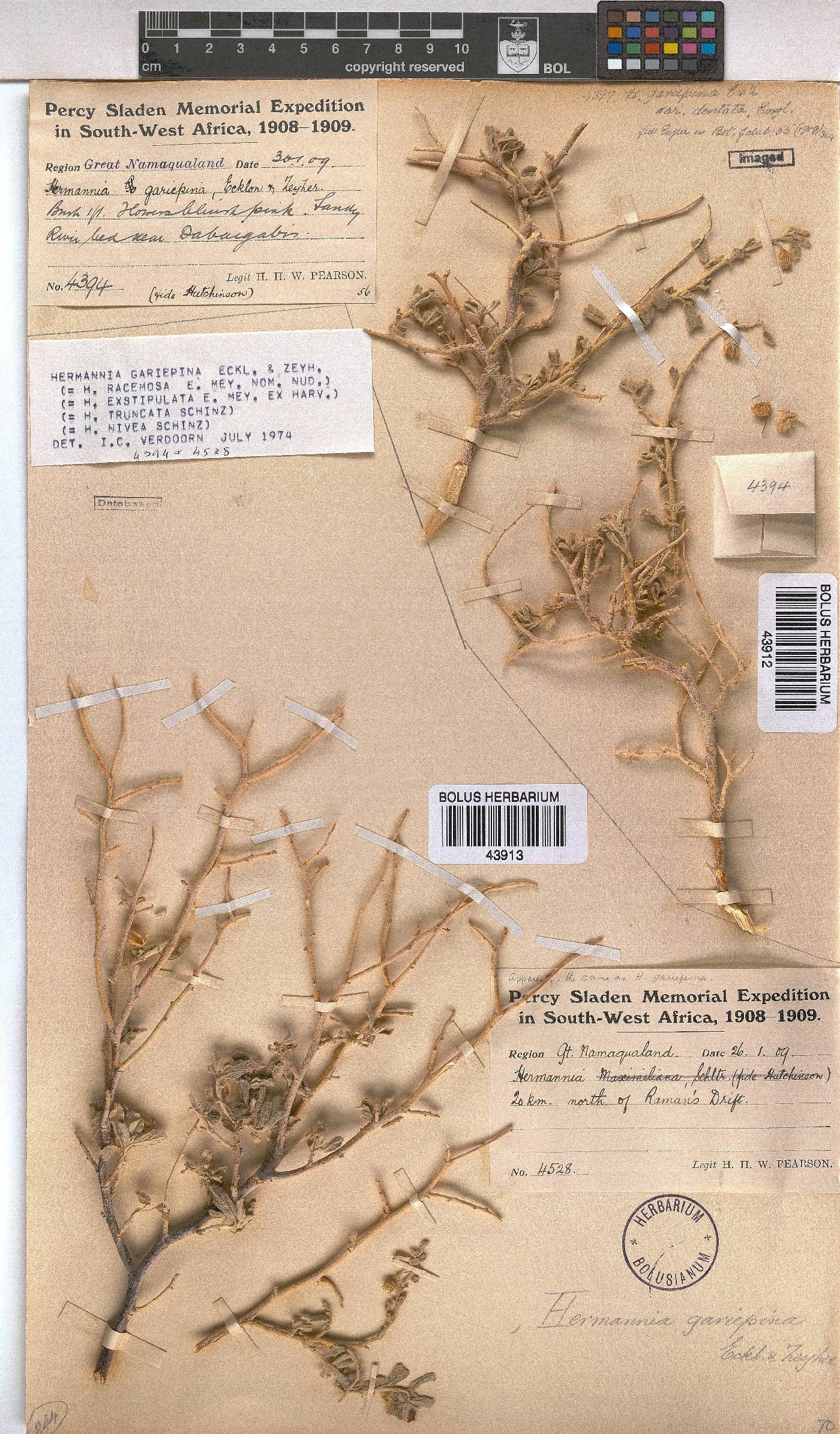 Hermannia gariepina image