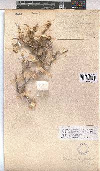 Hermannia gariepina image