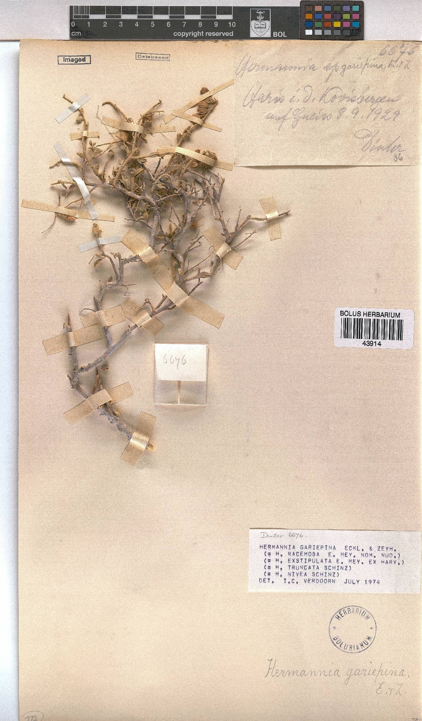 Hermannia gariepina image