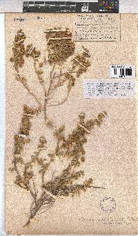 Hermannia gariepina image