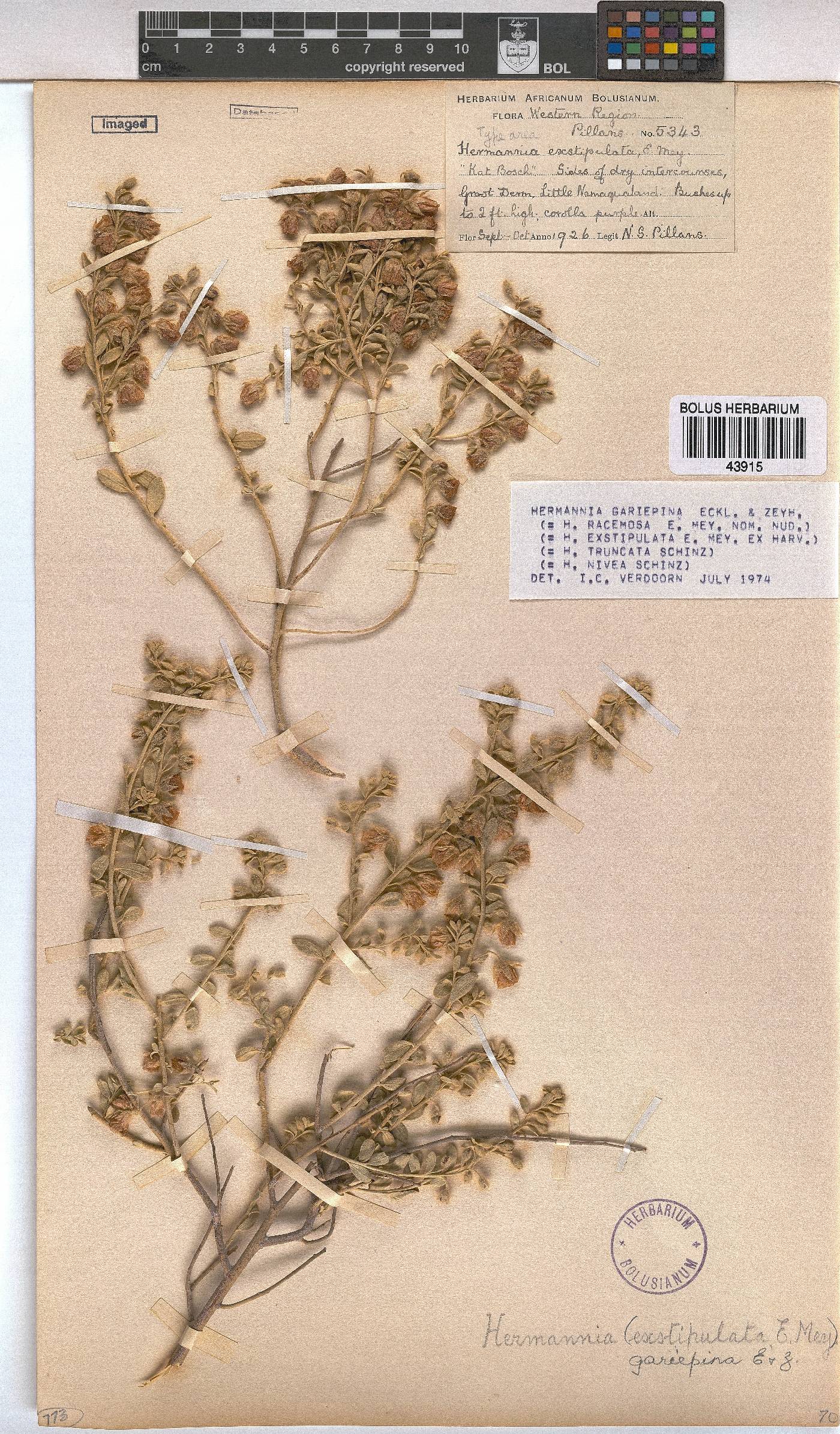 Hermannia gariepina image