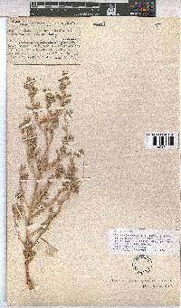 Hermannia gariepina image