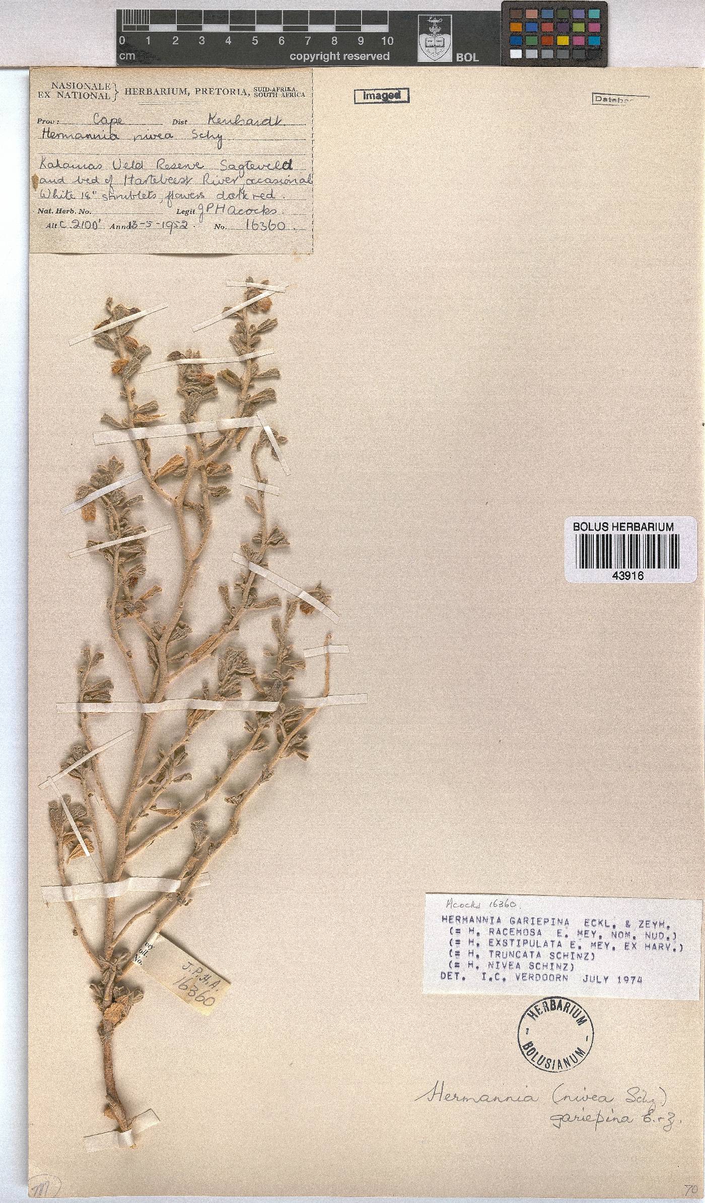 Hermannia gariepina image