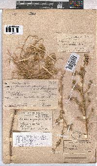 Hermannia gariepina image