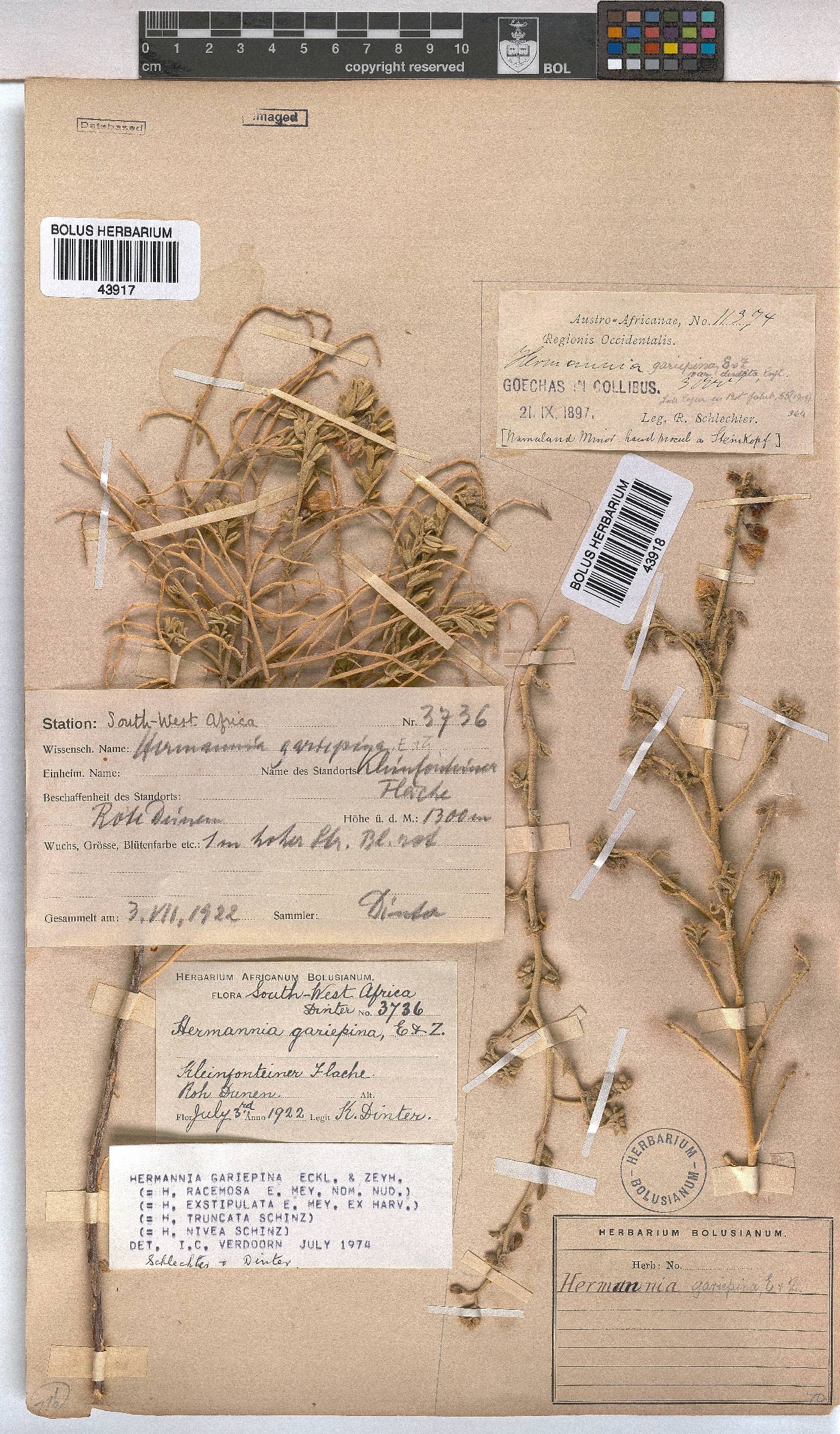 Hermannia gariepina image